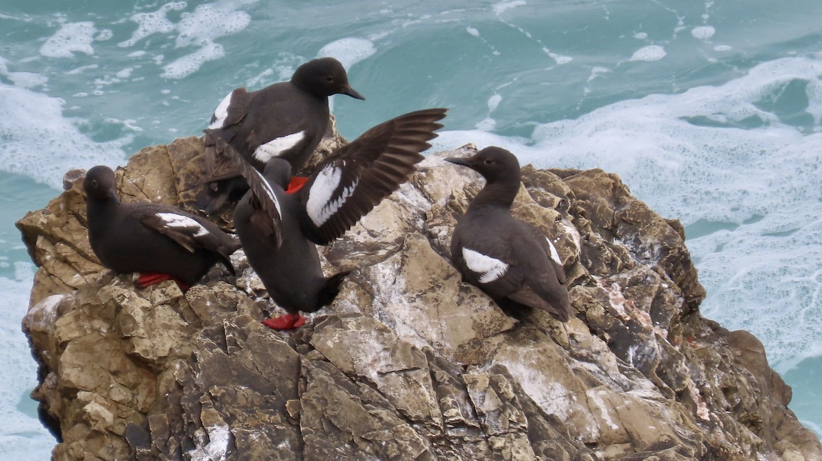 Pigeon Guillemot - ML640250937