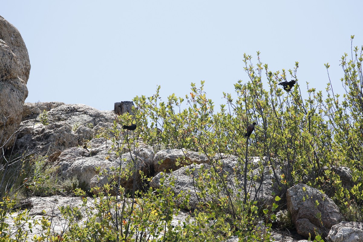 Lewis's Woodpecker - ML640250939