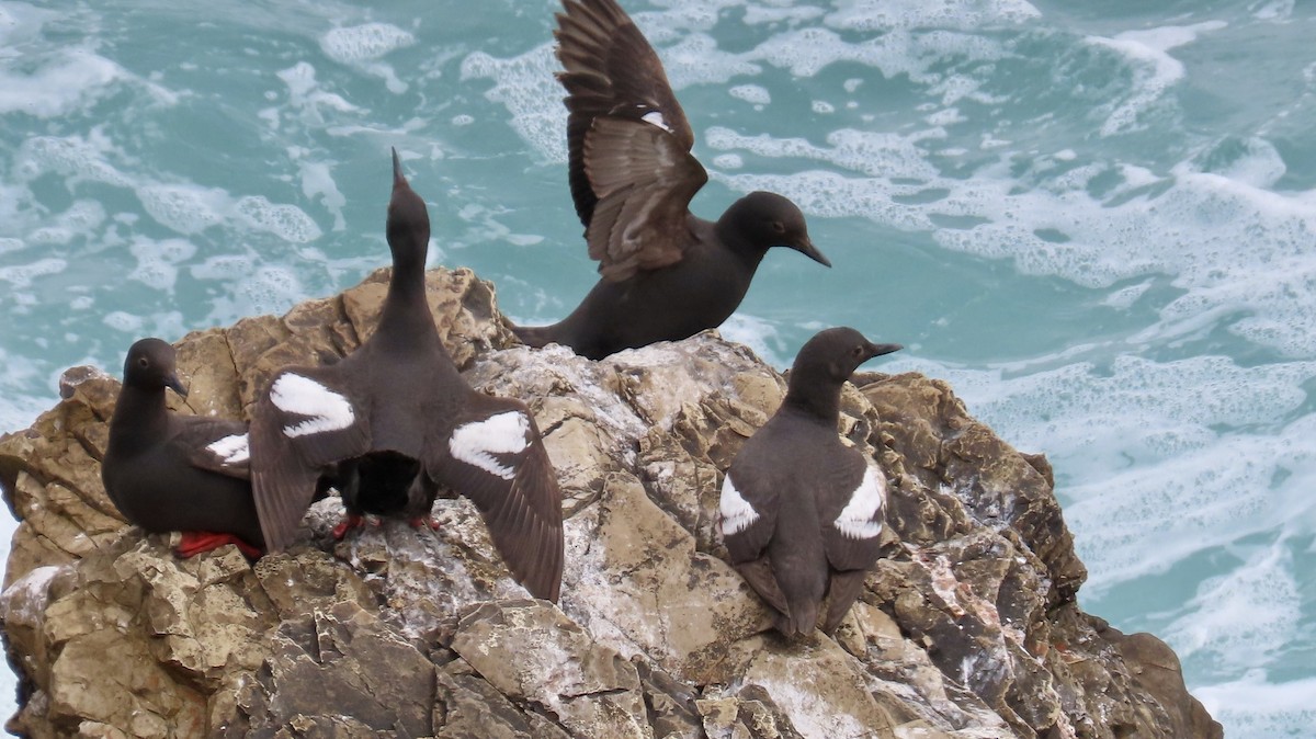 Pigeon Guillemot - ML640250943
