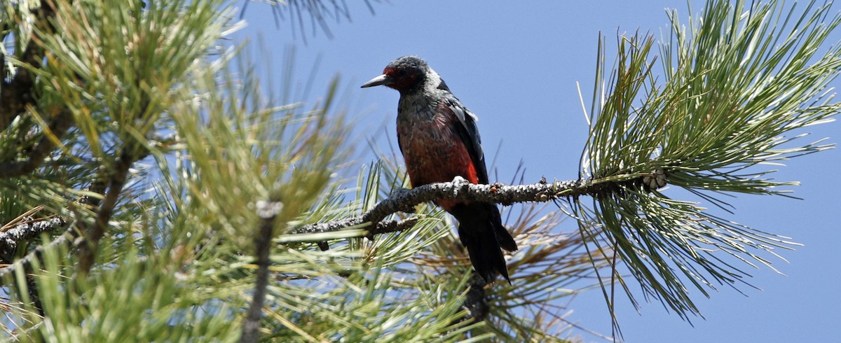 Lewis's Woodpecker - ML640250945