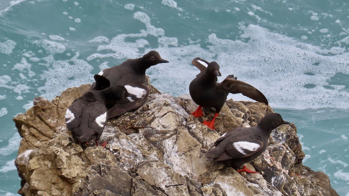 Pigeon Guillemot - ML640250946