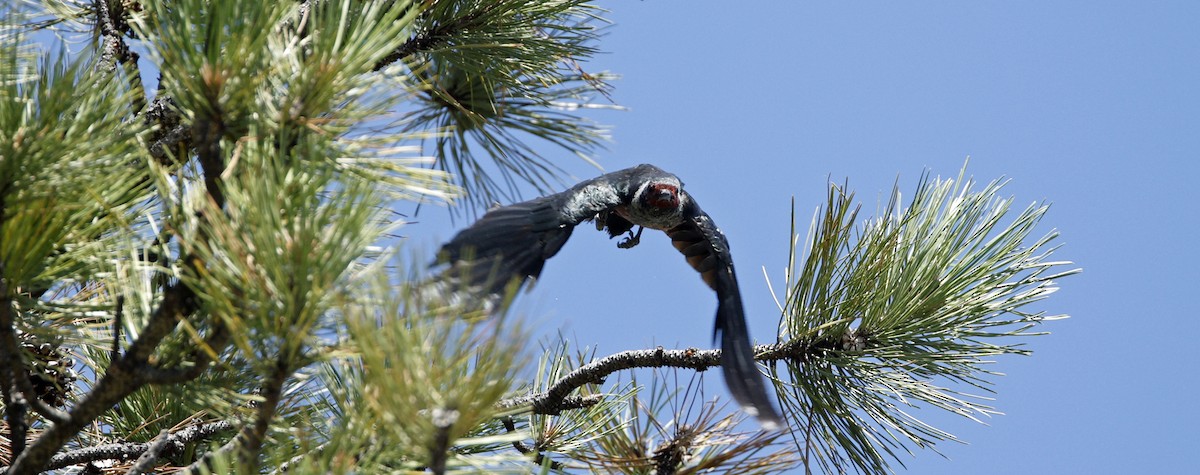 Lewis's Woodpecker - ML640250950