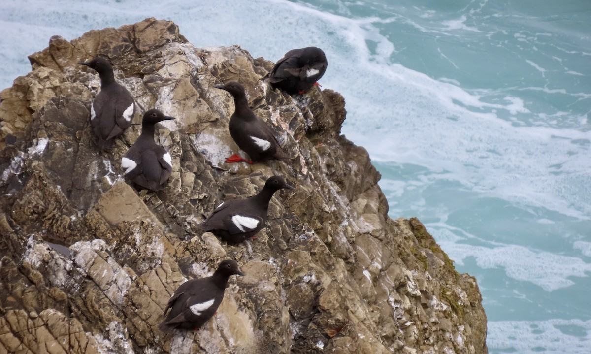 Pigeon Guillemot - ML640250951