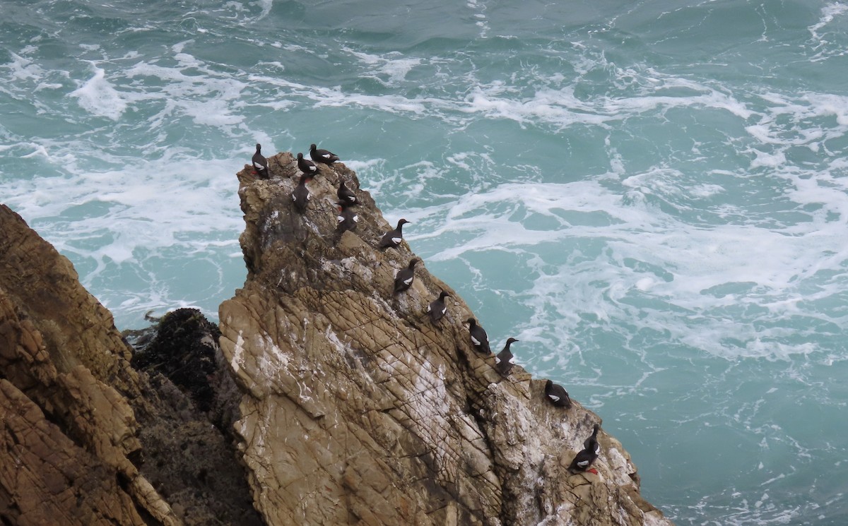 Pigeon Guillemot - ML640250955