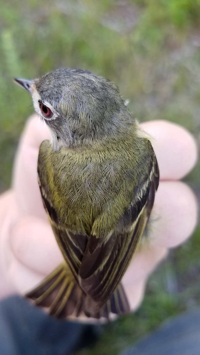 Black-capped Vireo - ML640250957