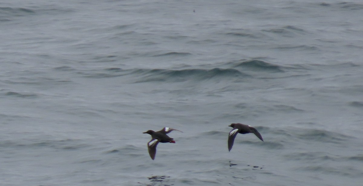 Pigeon Guillemot - ML640250958