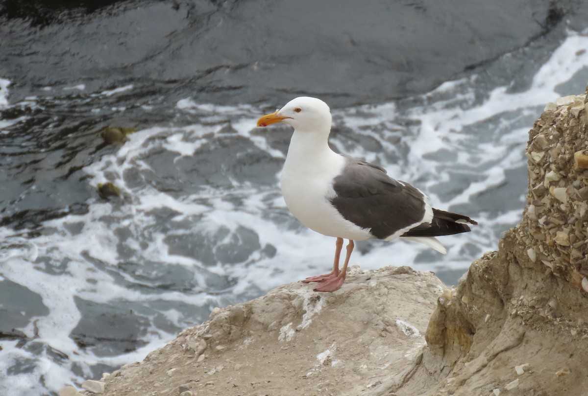 Western Gull - ML640250961