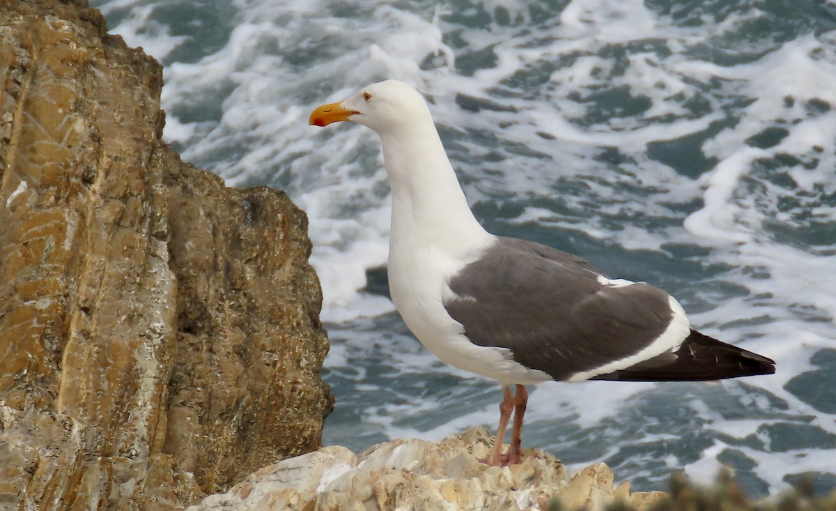Western Gull - ML640250963