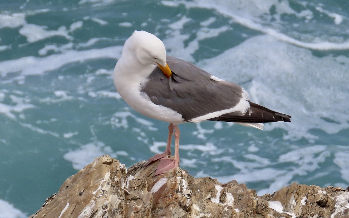 Western Gull - ML640250967