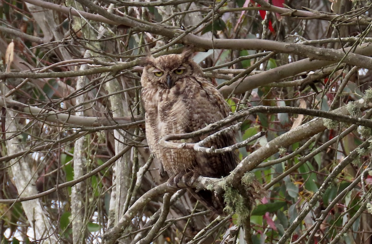 Great Horned Owl - ML640250978
