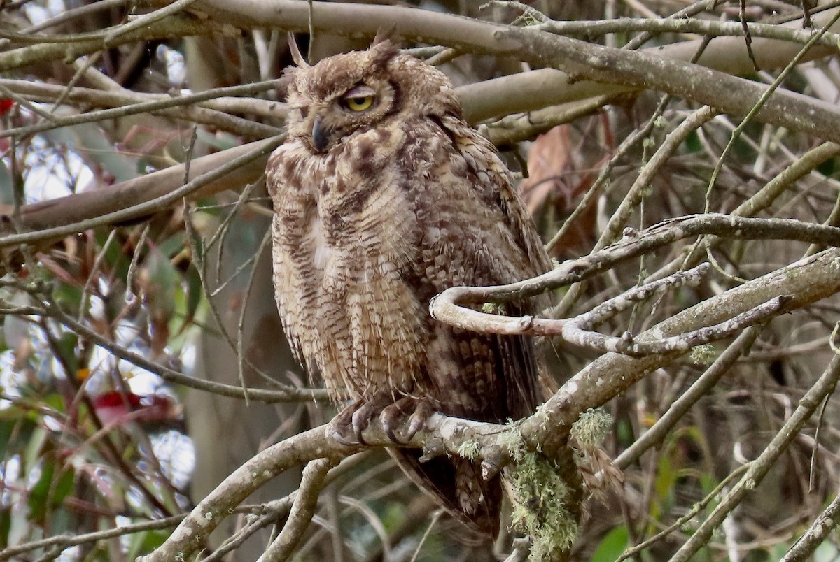 Great Horned Owl - ML640250981