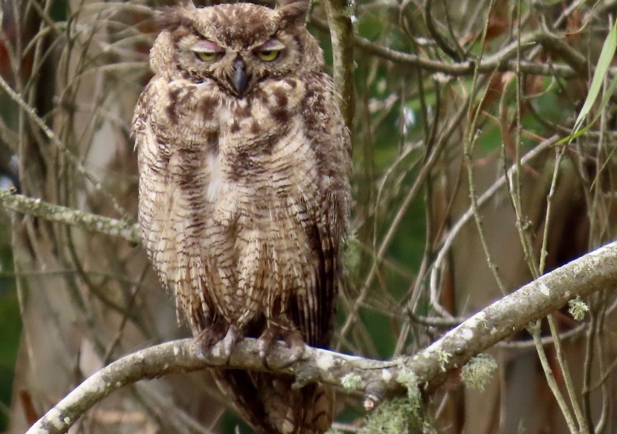 Great Horned Owl - ML640250984
