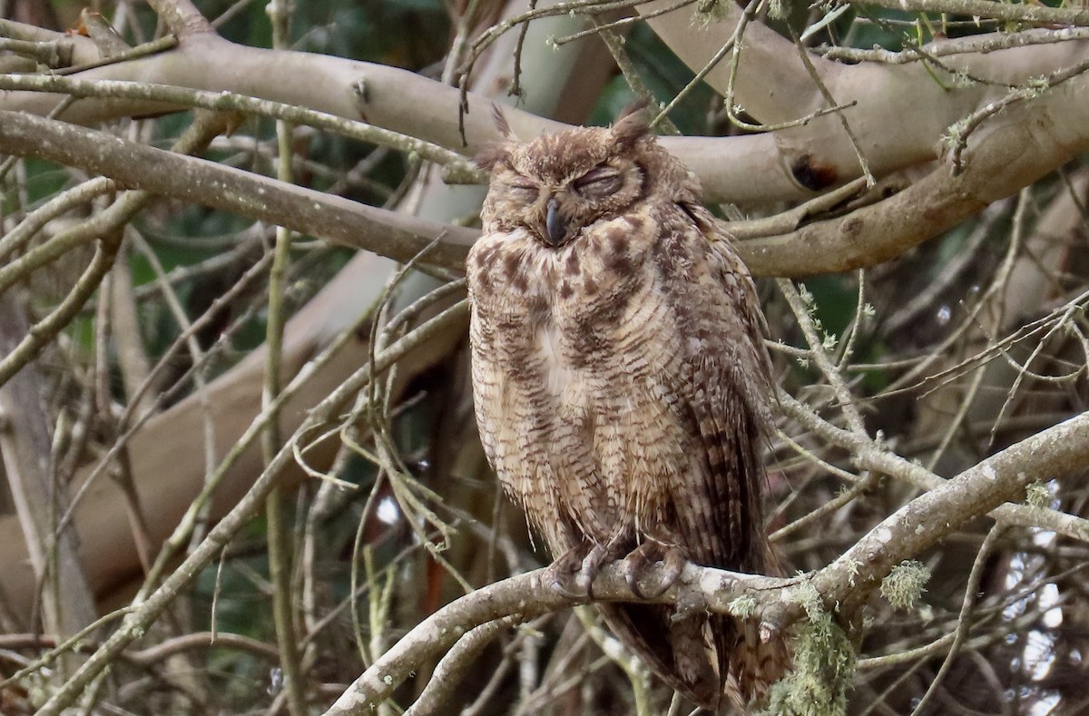 Great Horned Owl - ML640250987