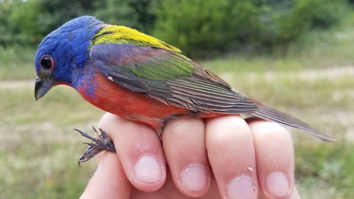 Painted Bunting - ML640250989