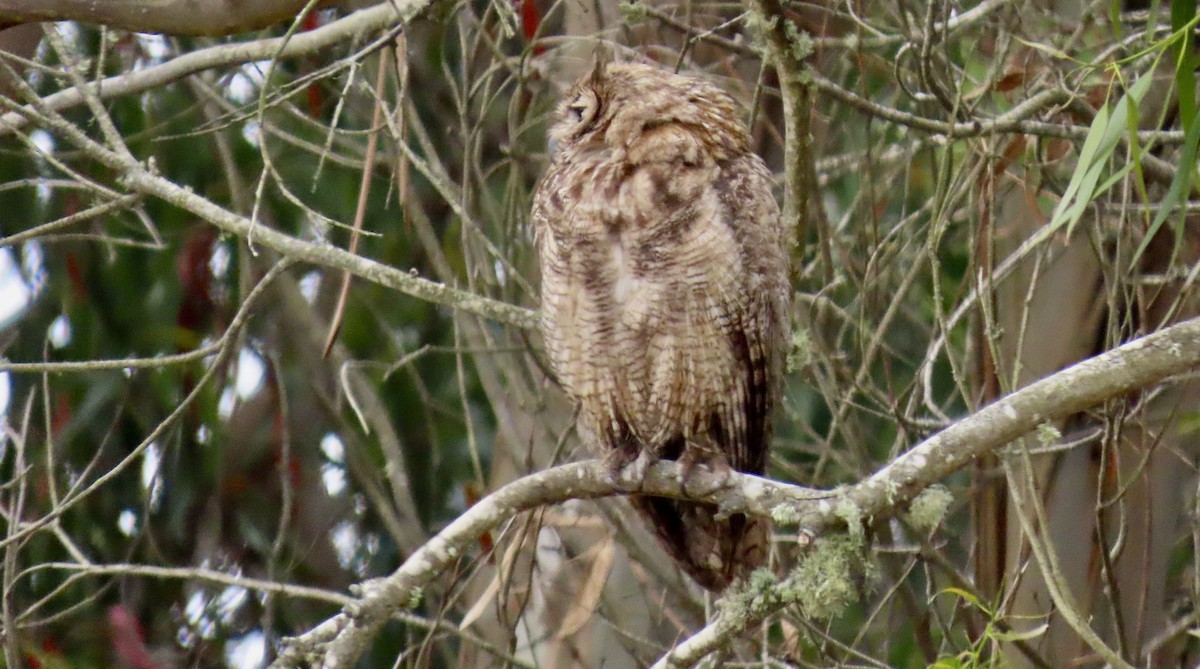 Great Horned Owl - ML640250990