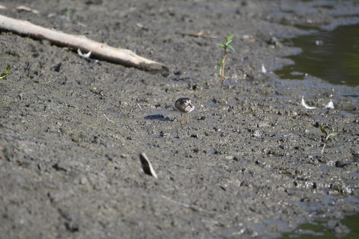 Least Sandpiper - ML640250991