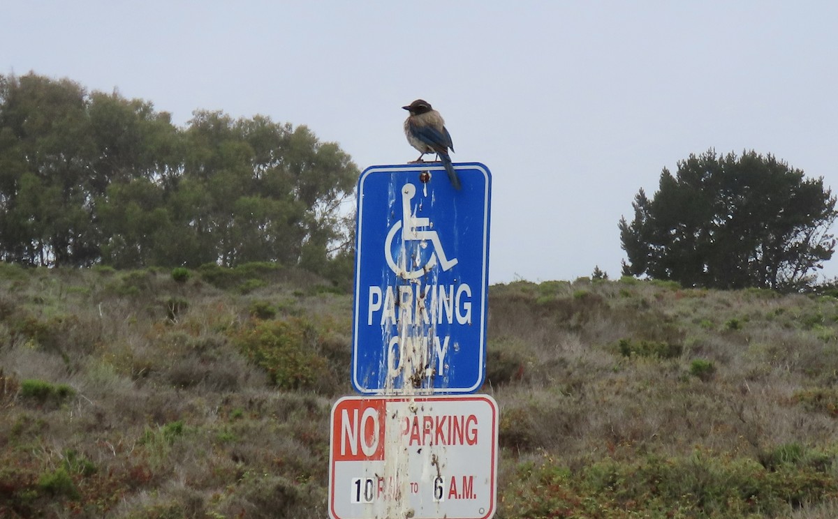 California Scrub-Jay - ML640250998