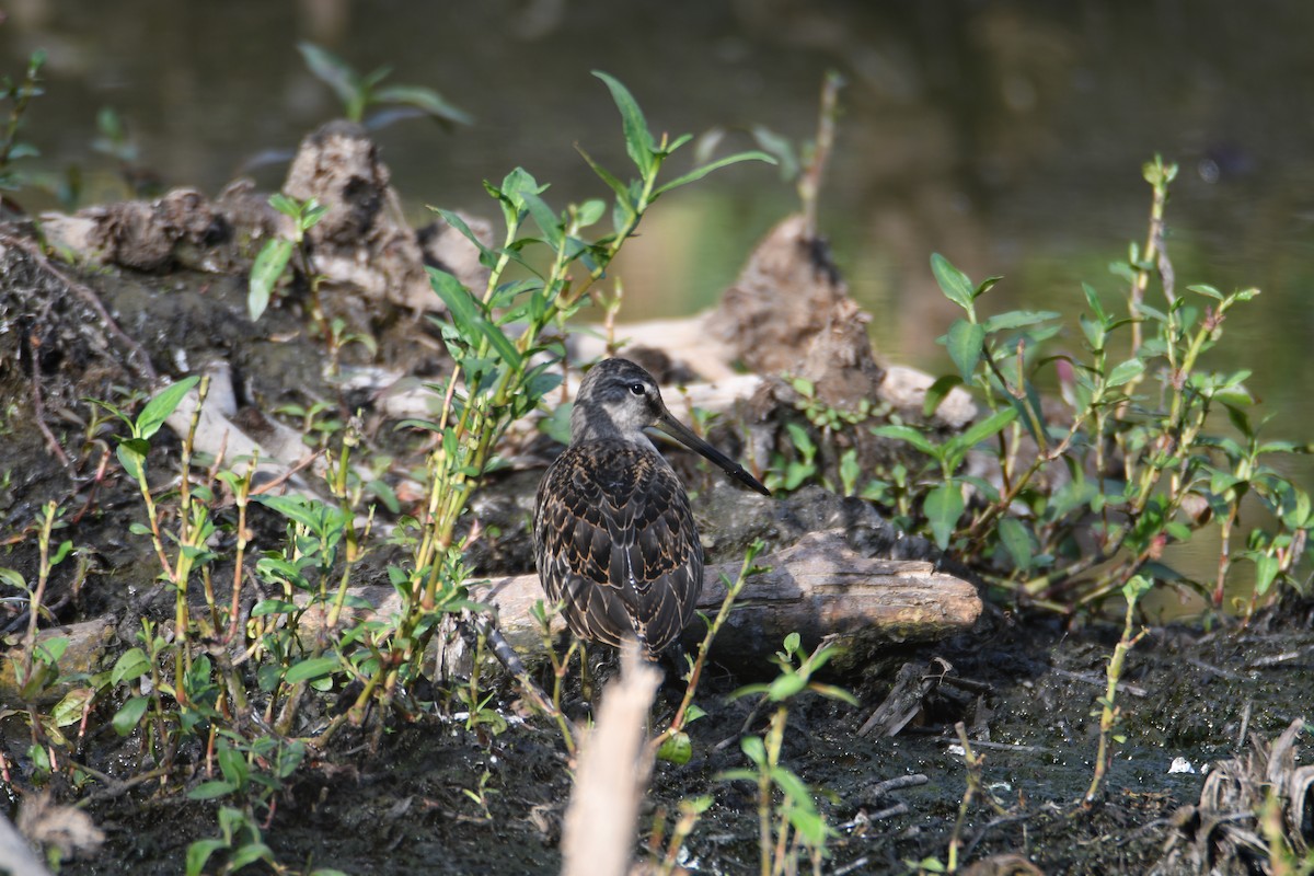 Long-billed Dowitcher - ML640251002