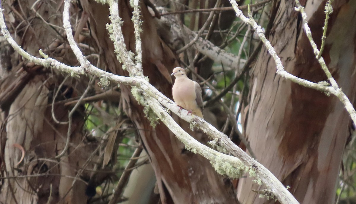 Mourning Dove - ML640251009