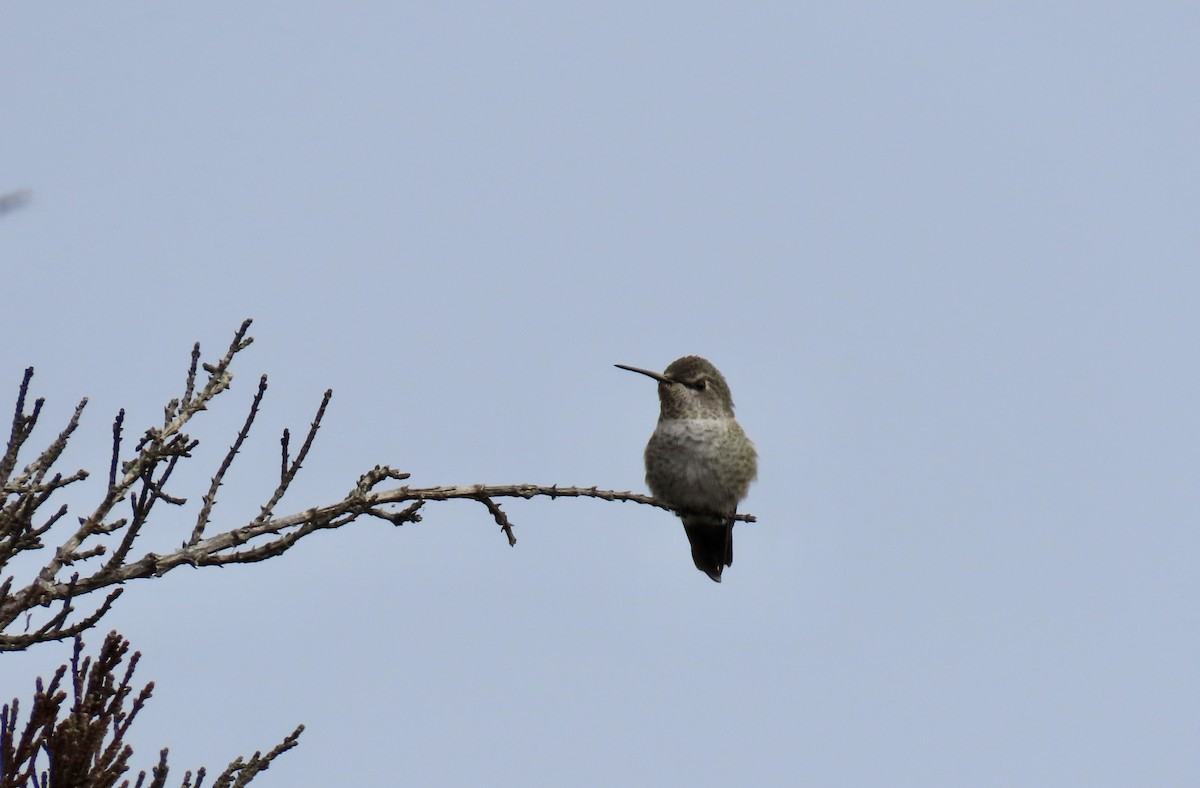 Anna's Hummingbird - ML640251020