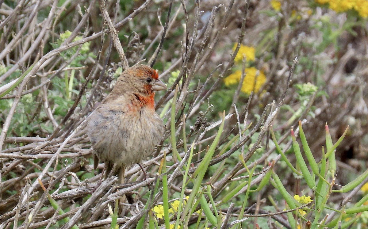House Finch - ML640251055
