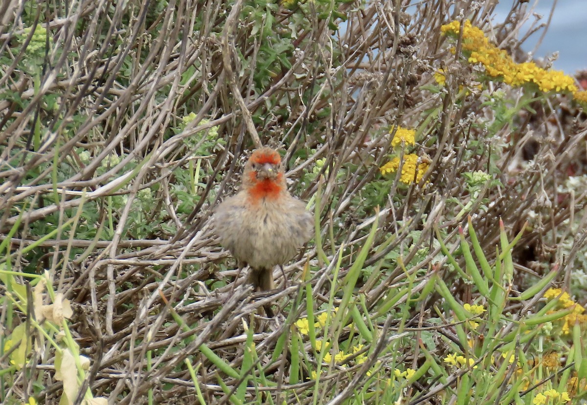 House Finch - ML640251062