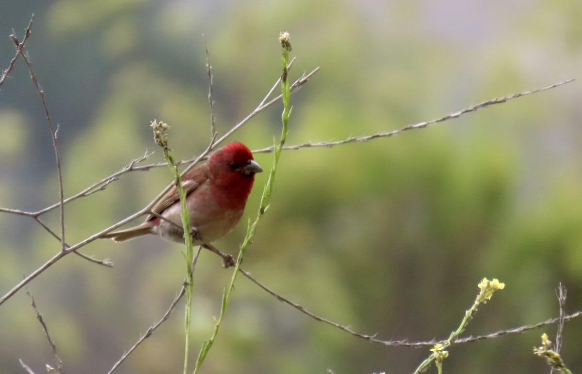 Purple Finch - ML640251076