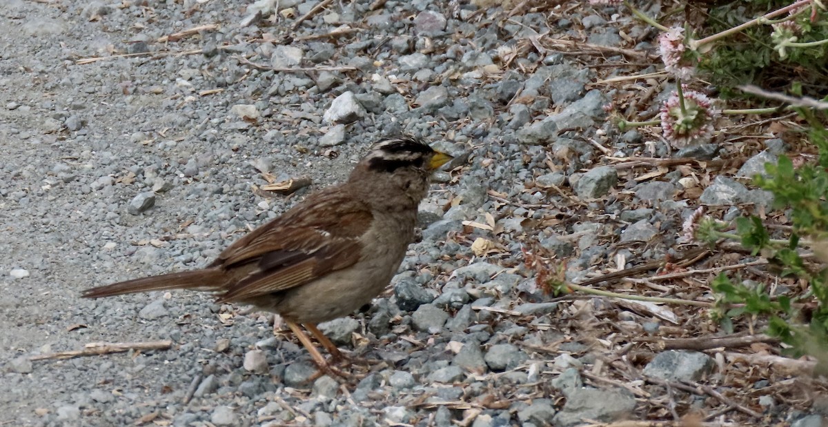 White-crowned Sparrow - ML640251081