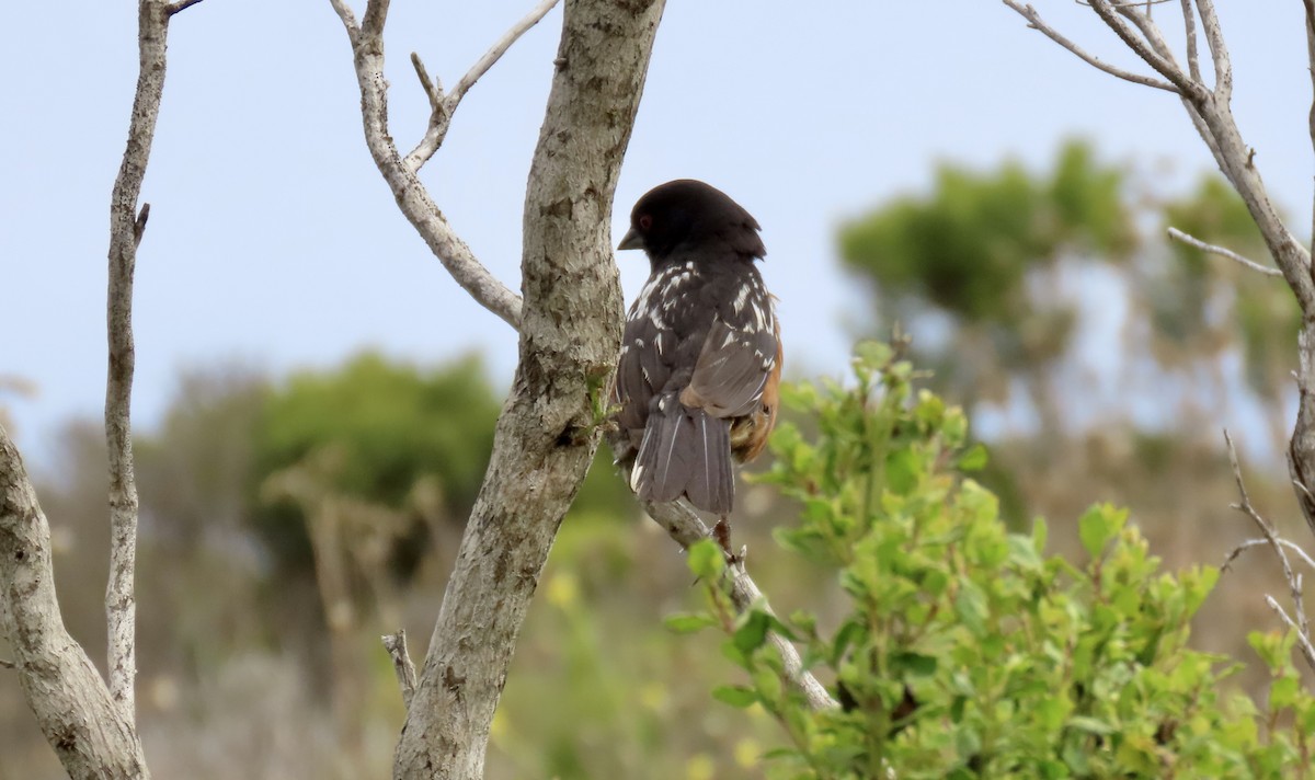 Spotted Towhee - ML640251090