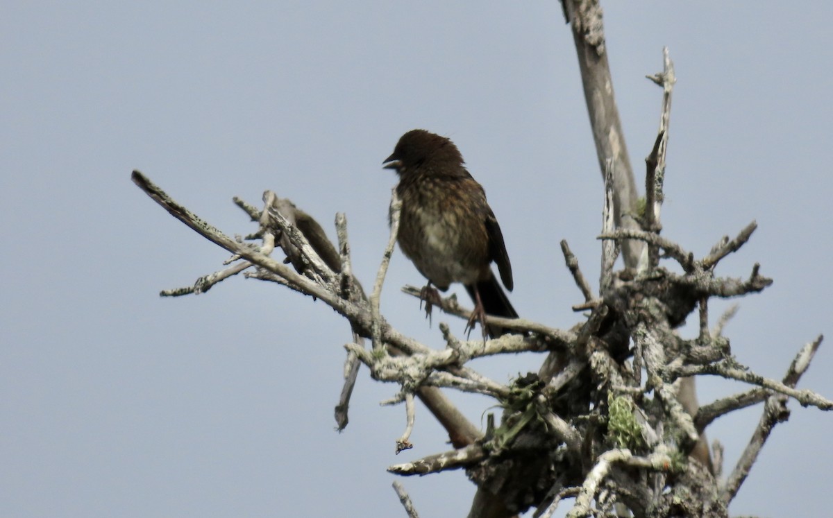 Spotted Towhee - ML640251093