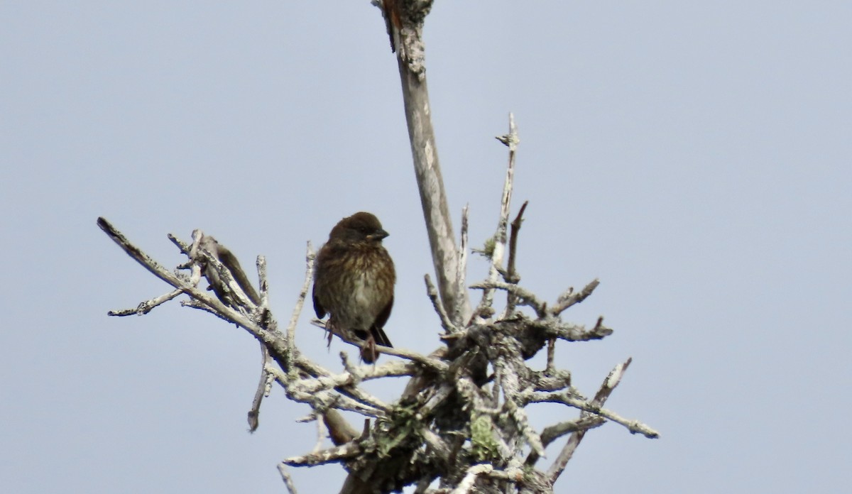 Spotted Towhee - ML640251096
