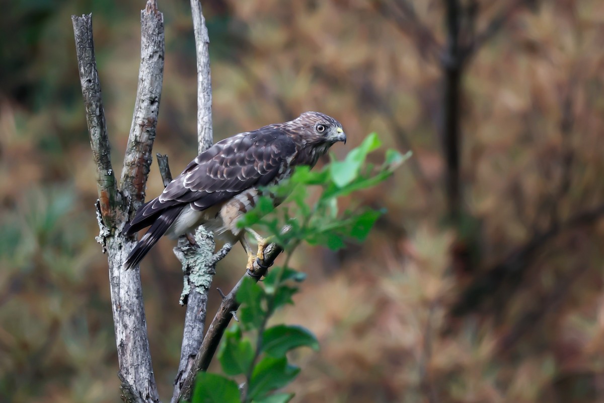 Broad-winged Hawk - ML640251151