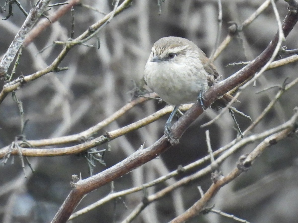 Necklaced Spinetail (La Libertad) - ML640251154