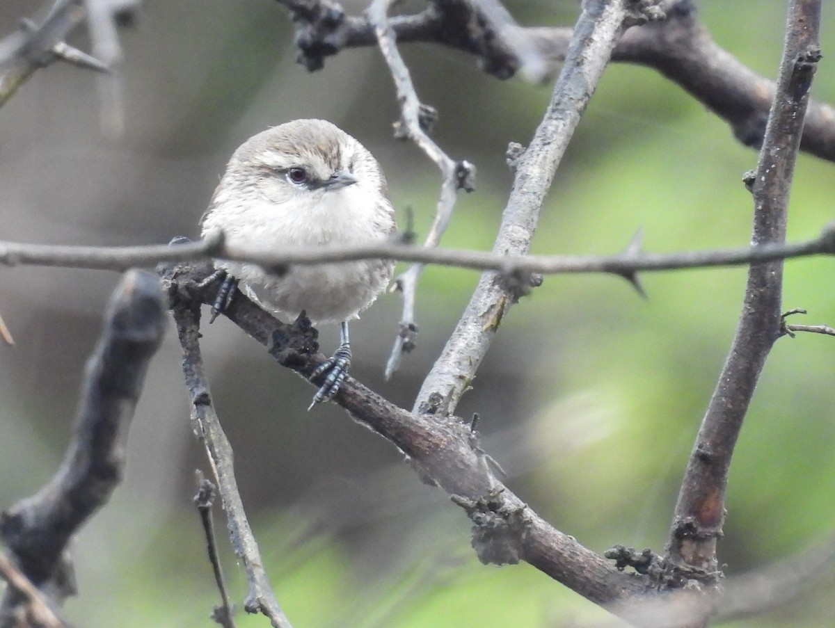 Necklaced Spinetail (La Libertad) - ML640251155