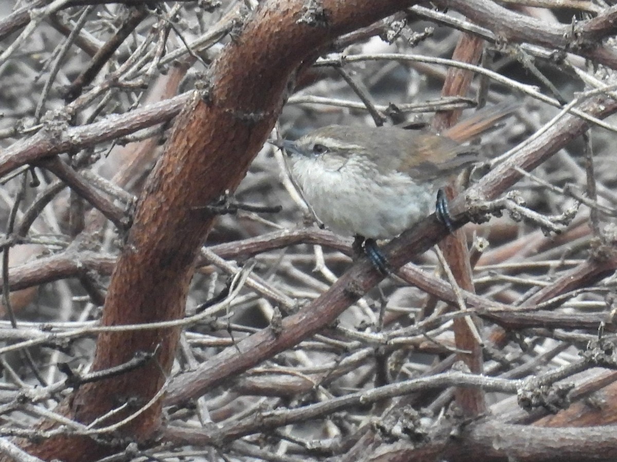 Necklaced Spinetail (La Libertad) - ML640251156