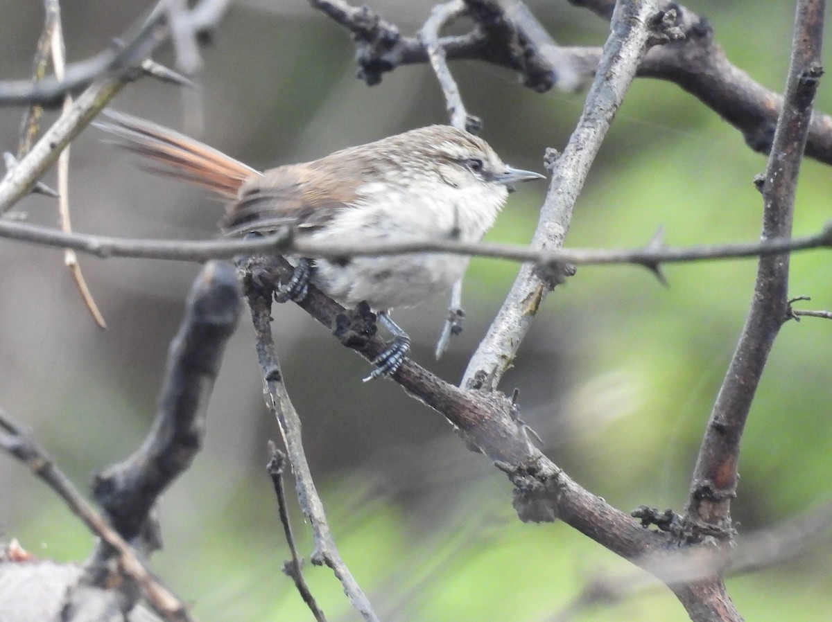 Necklaced Spinetail (La Libertad) - ML640251158