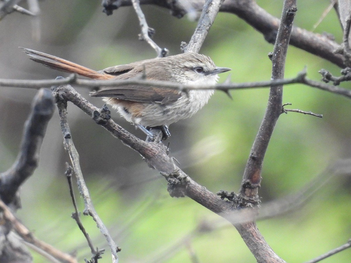 Necklaced Spinetail (La Libertad) - ML640251160