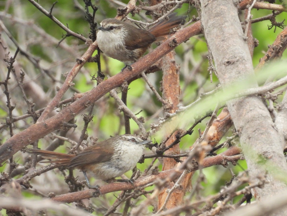 Necklaced Spinetail (La Libertad) - ML640251161