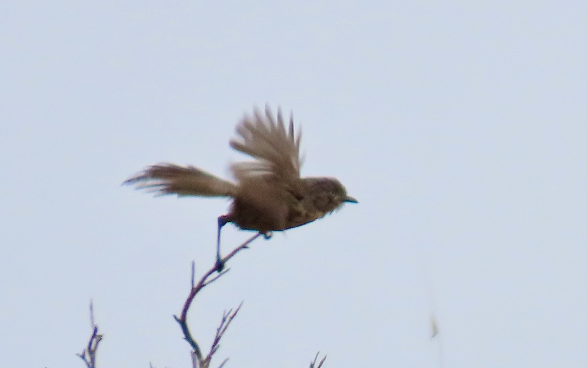 Wrentit - ML640251162