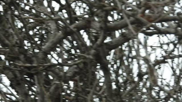 Necklaced Spinetail (La Libertad) - ML640251164