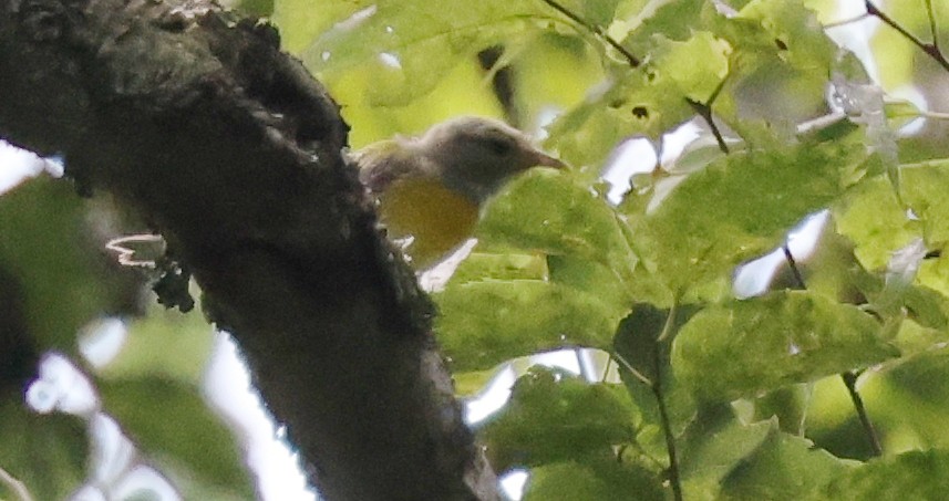Pine Warbler - ML640251191