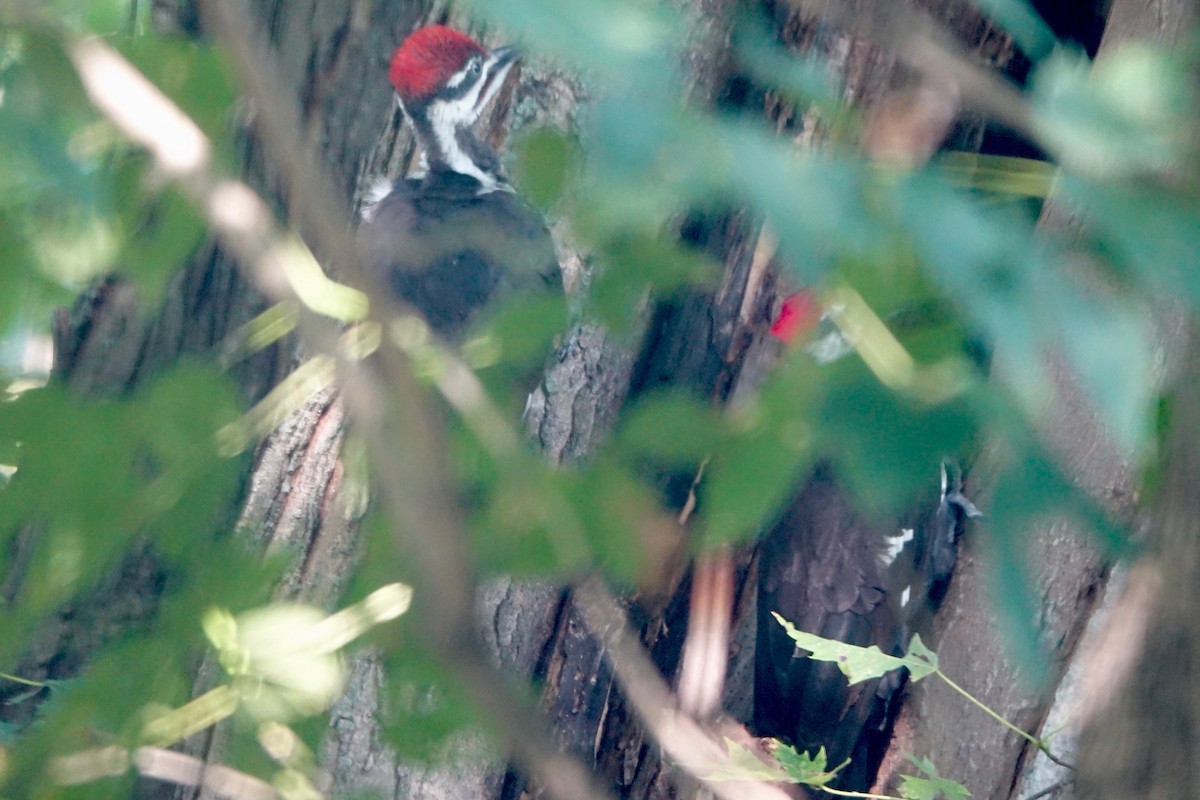 Pileated Woodpecker - ML640251212