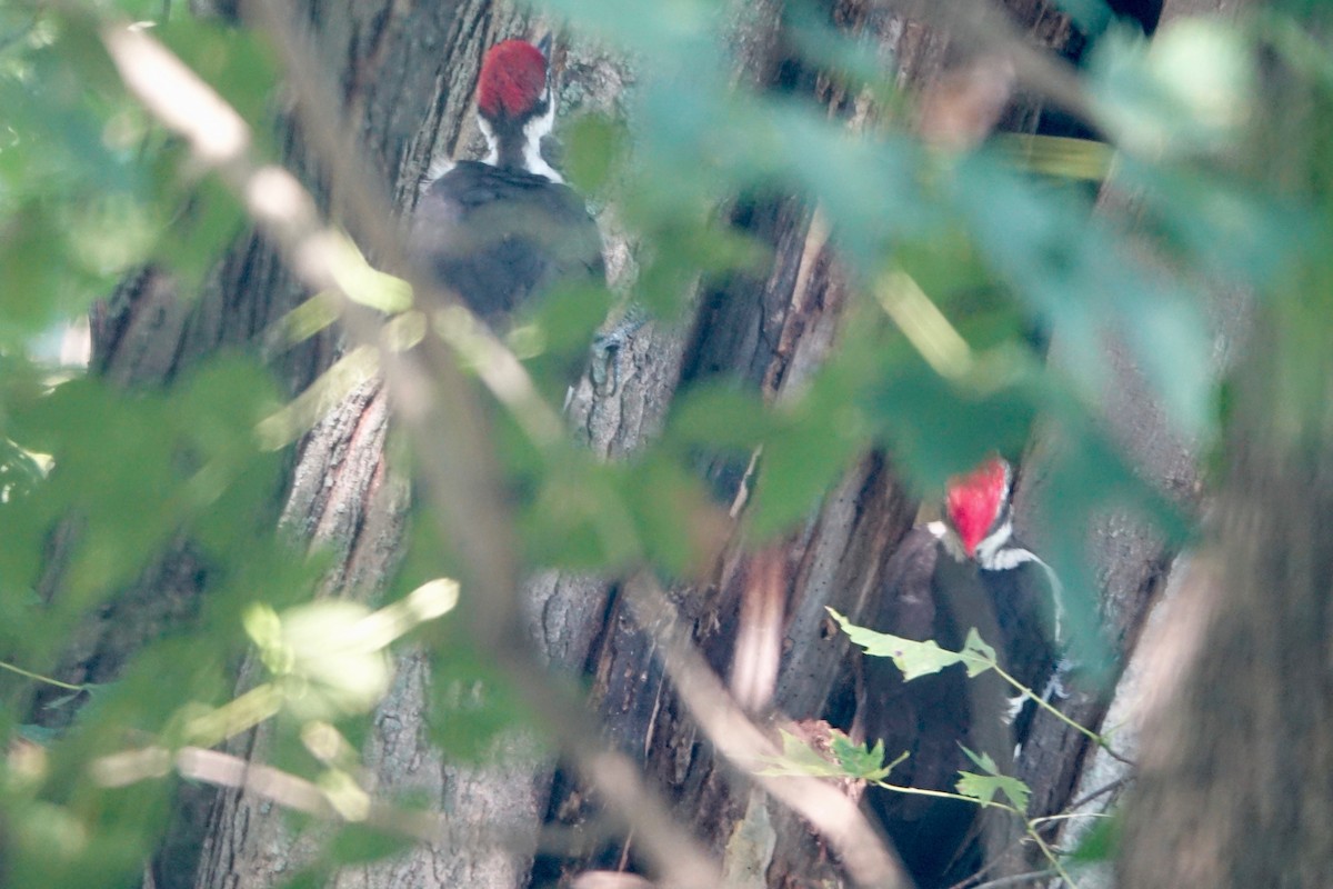 Pileated Woodpecker - ML640251220