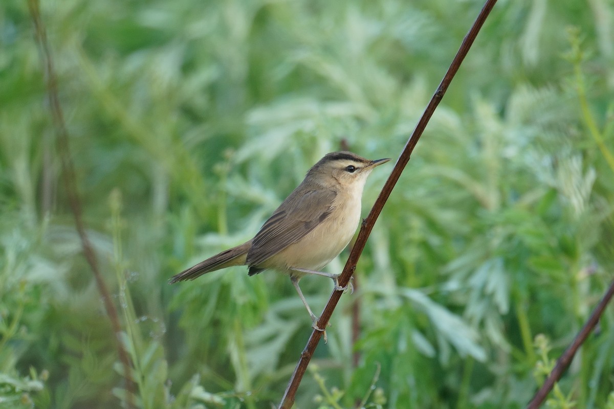 Black-browed Reed Warbler - ML640251221