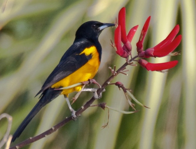 Black-vented Oriole - ML640251463