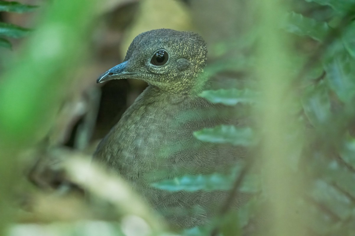 Great Tinamou - ML640251481