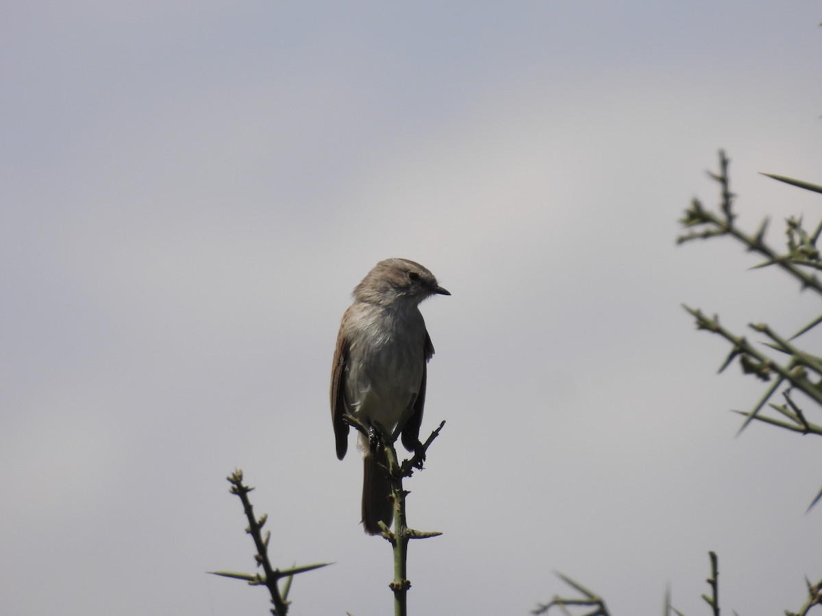 Tumbesian Tyrannulet - ML640251509