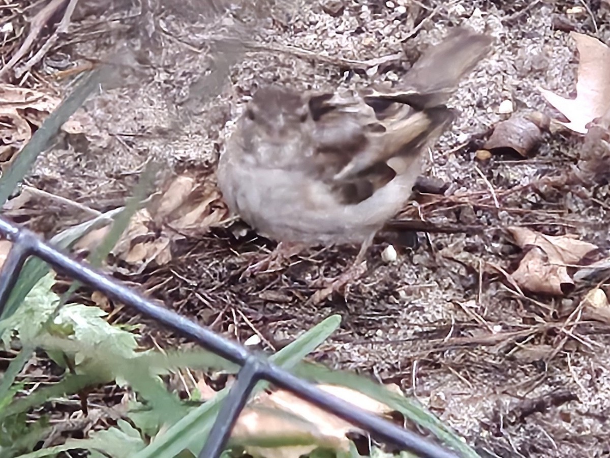 House Sparrow - ML640251522