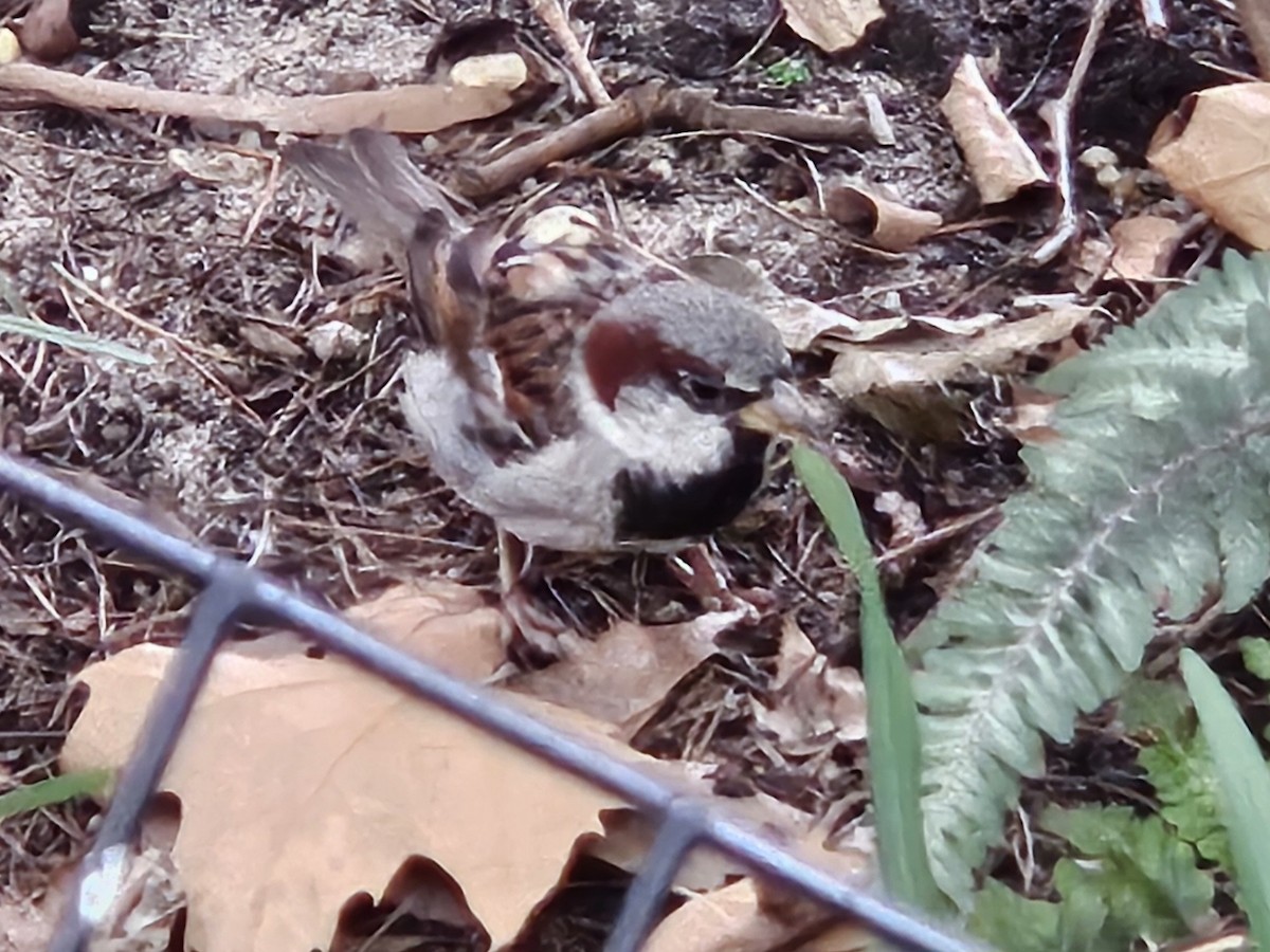 House Sparrow - ML640251523