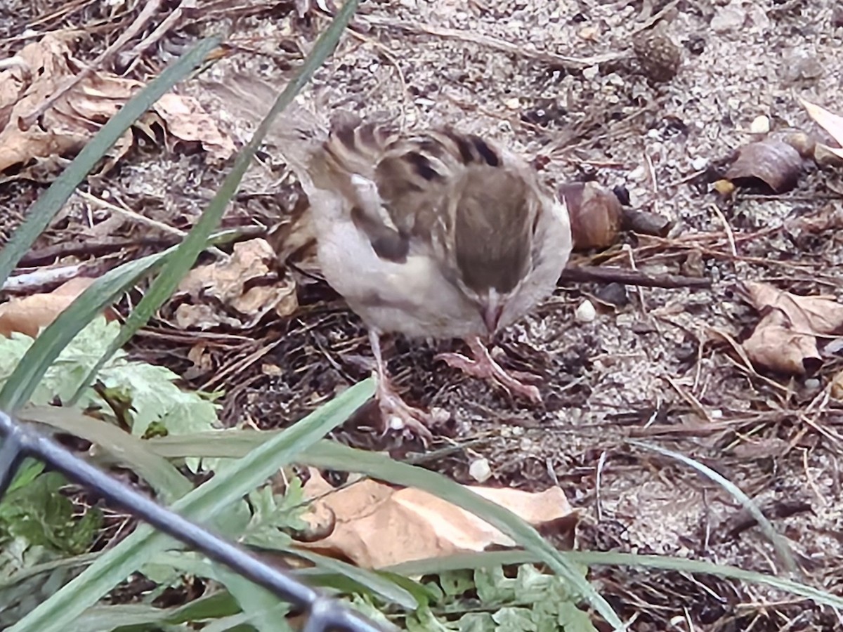 House Sparrow - ML640251524